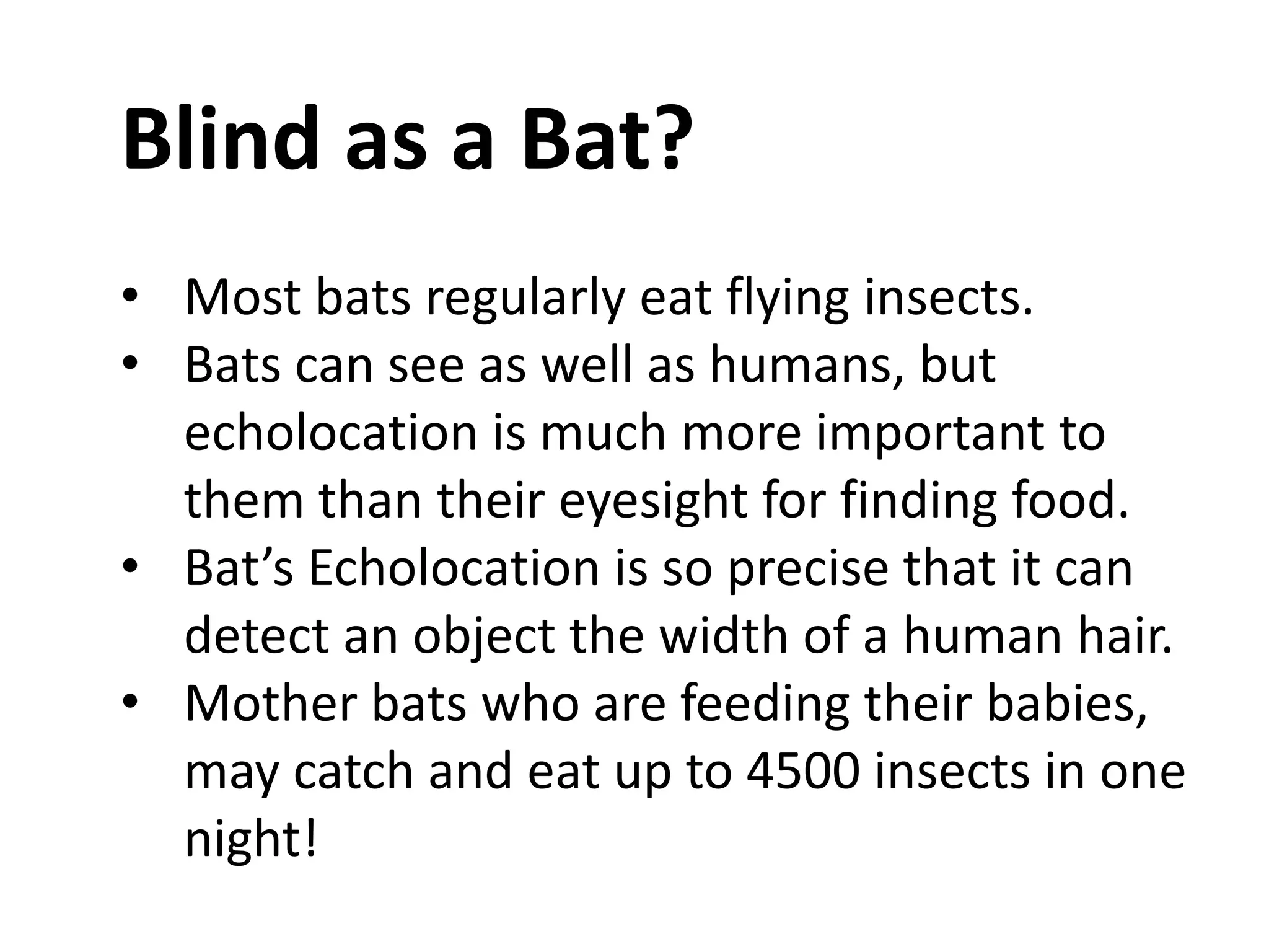Blind as a Bat? 
• Most bats regularly eat flying insects. 
• Bats can see as well as humans, but 
echolocation is much more important to 
them than their eyesight for finding food. 
• Bat’s Echolocation is so precise that it can 
detect an object the width of a human hair. 
• Mother bats who are feeding their babies, 
may catch and eat up to 4500 insects in one 
night! 
 