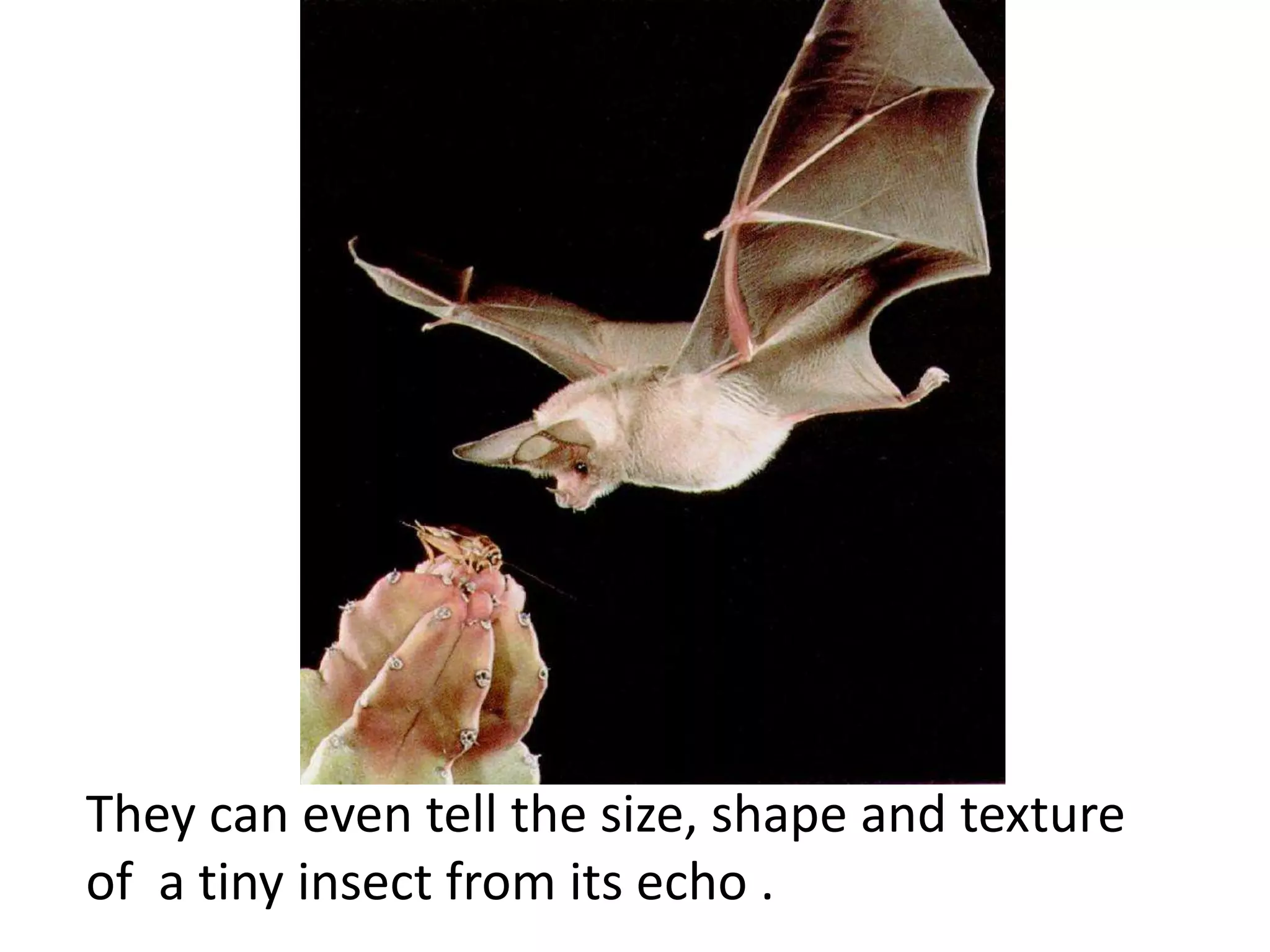 They can even tell the size, shape and texture 
of a tiny insect from its echo . 
 
