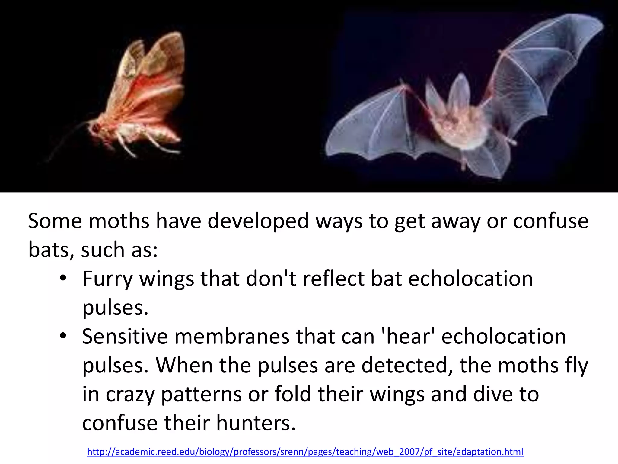 Some moths have developed ways to get away or confuse 
bats, such as: 
• Furry wings that don't reflect bat echolocation 
pulses. 
• Sensitive membranes that can 'hear' echolocation 
pulses. When the pulses are detected, the moths fly 
in crazy patterns or fold their wings and dive to 
confuse their hunters. 
http://academic.reed.edu/biology/professors/srenn/pages/teaching/web_2007/pf_site/adaptation.html 
 