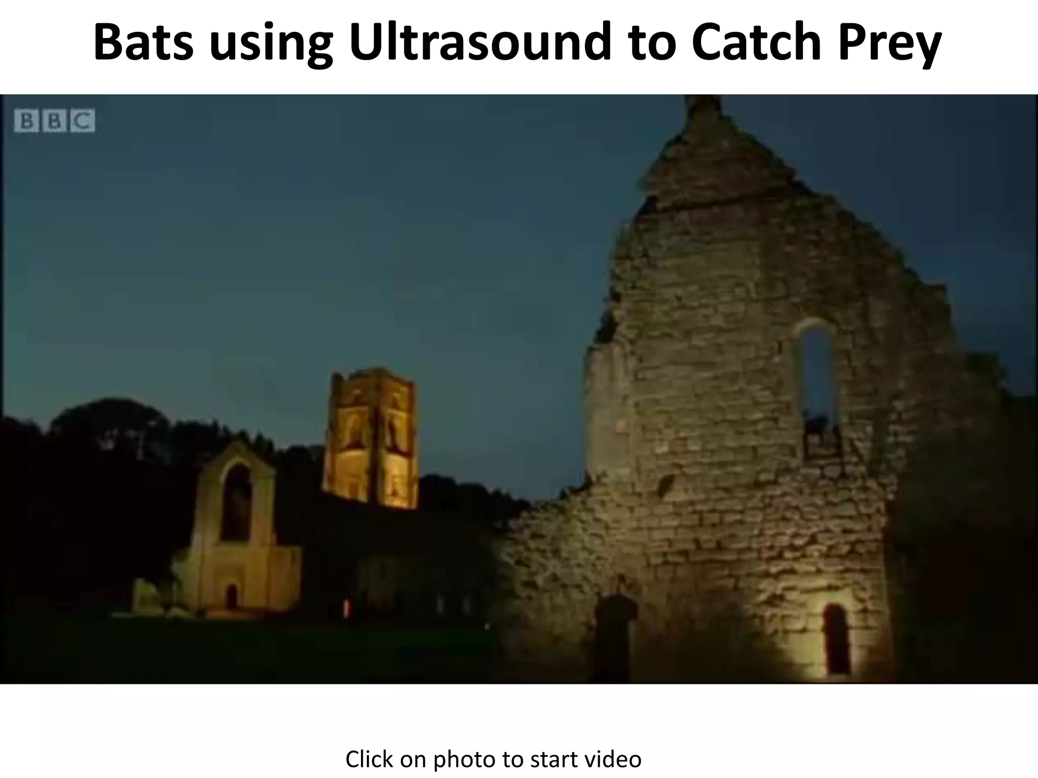 Bats using Ultrasound to Catch Prey 
Click on photo to start video 
 