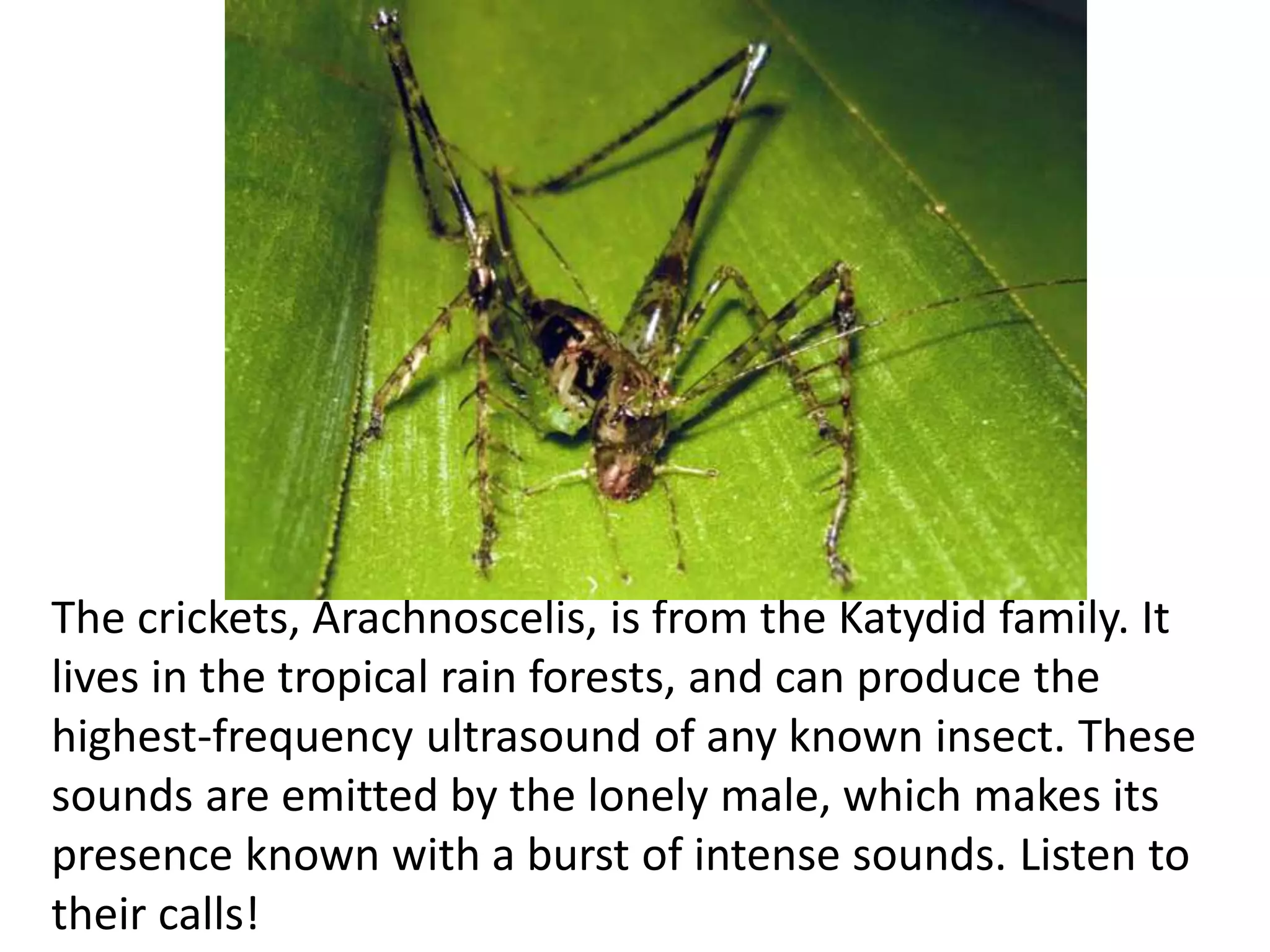The crickets, Arachnoscelis, is from the Katydid family. It 
lives in the tropical rain forests, and can produce the 
highest-frequency ultrasound of any known insect. These 
sounds are emitted by the lonely male, which makes its 
presence known with a burst of intense sounds. Listen to 
their calls! 
 