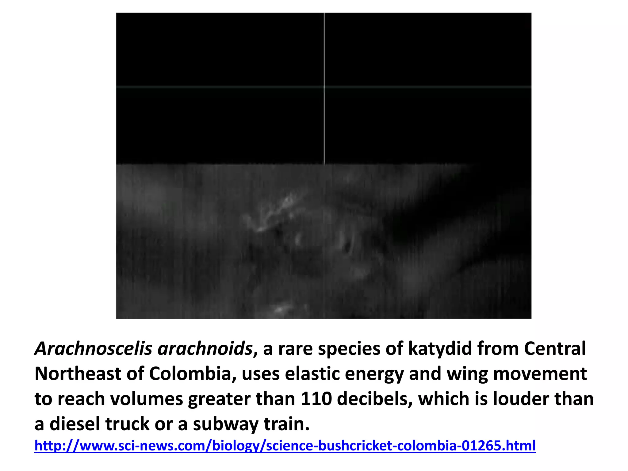 Arachnoscelis arachnoids, a rare species of katydid from Central 
Northeast of Colombia, uses elastic energy and wing movement 
to reach volumes greater than 110 decibels, which is louder than 
a diesel truck or a subway train. 
http://www.sci-news.com/biology/science-bushcricket-colombia-01265.html 
 