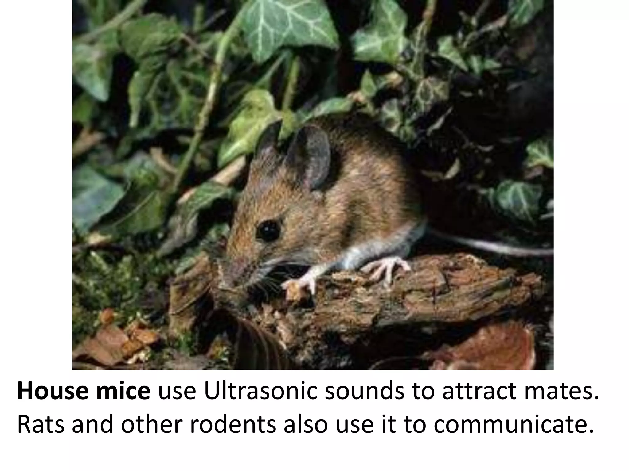 House mice use Ultrasonic sounds to attract mates. 
Rats and other rodents also use it to communicate. 
 