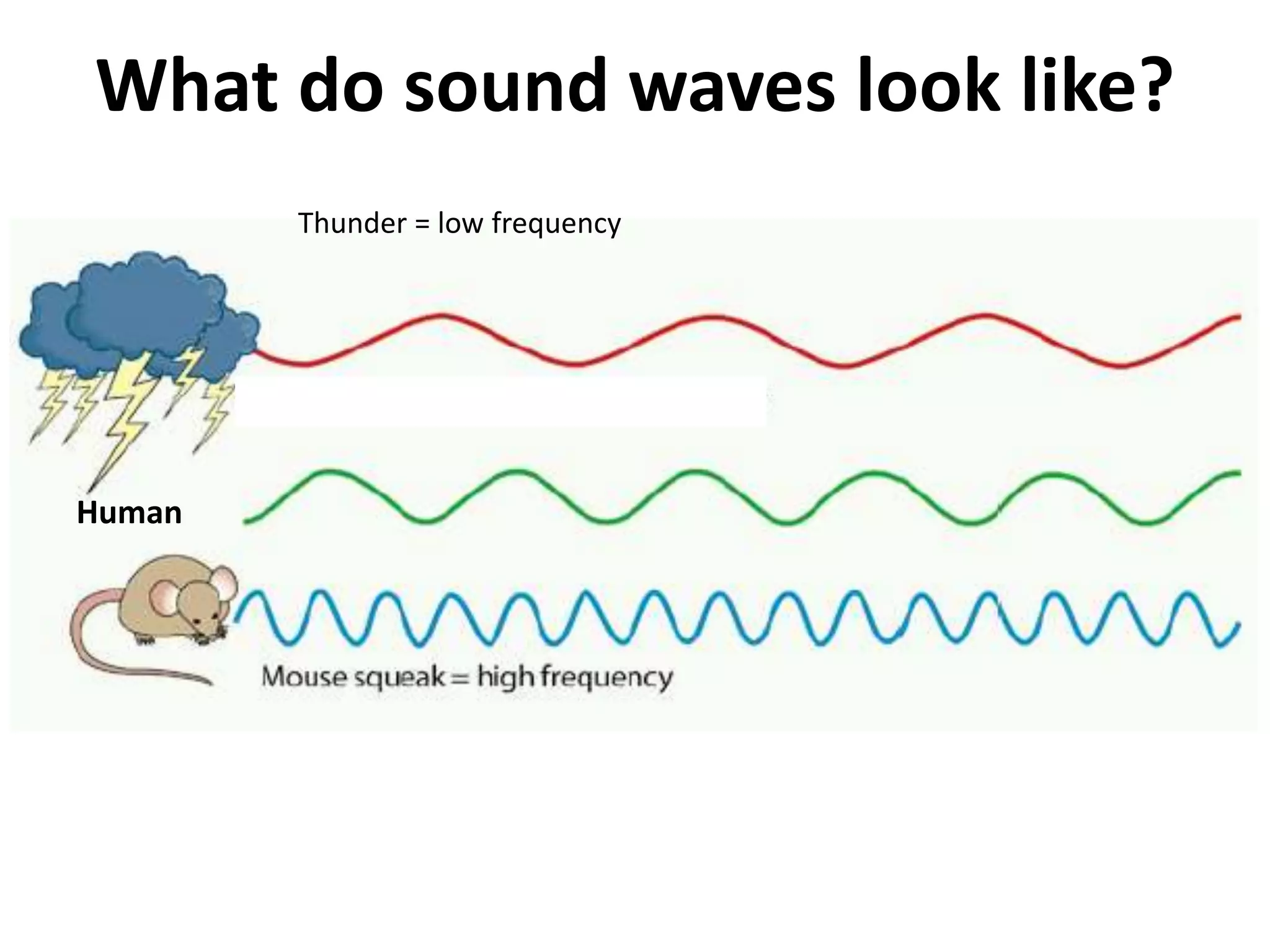 What do sound waves look like? 
Human 
Thunder = low frequency 
 