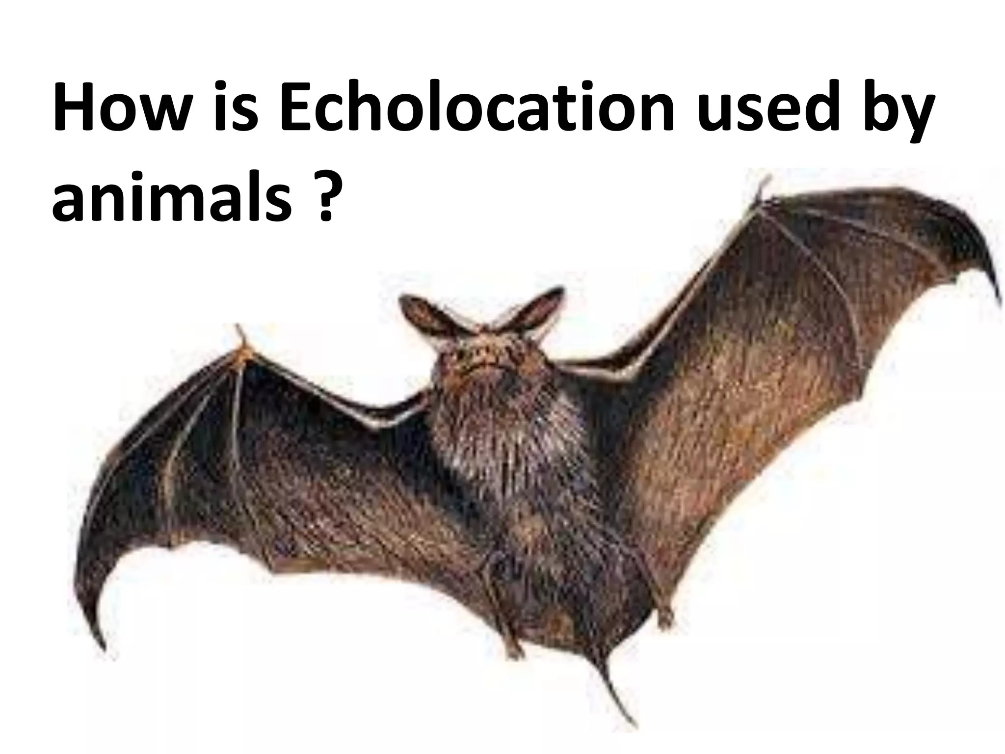 How is Echolocation used by 
animals ? 
 