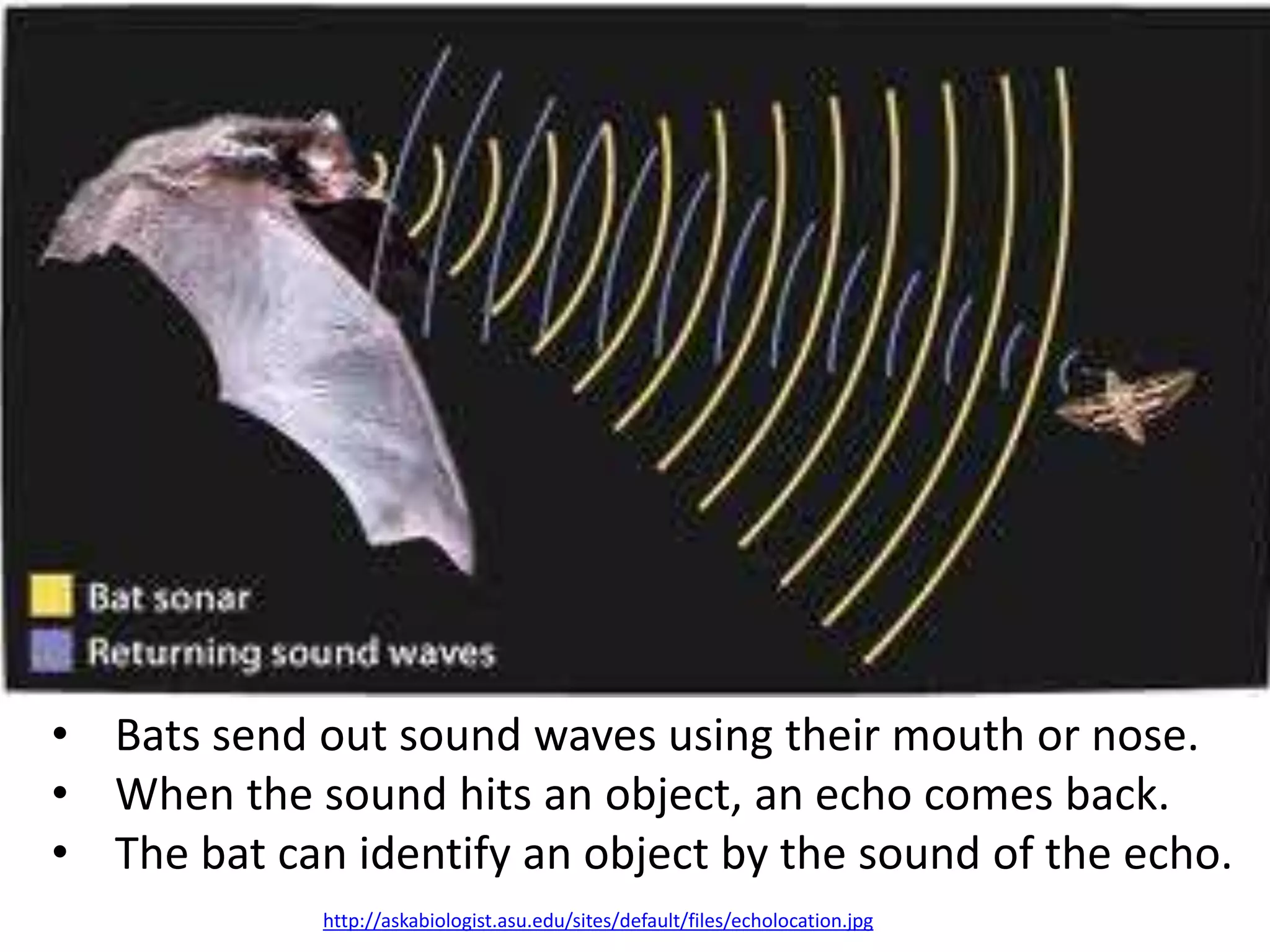 • Bats send out sound waves using their mouth or nose. 
• When the sound hits an object, an echo comes back. 
• The bat can identify an object by the sound of the echo. 
http://askabiologist.asu.edu/sites/default/files/echolocation.jpg 
 
