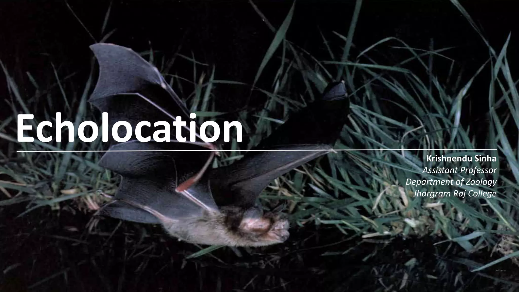 Echolocation in Bats PPT