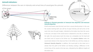 Echolocation in Bats | PPTX