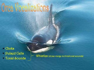 Orca Language Echolocation and Bioacoustics in Orcinus orca | PPTX