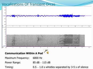 Orca Language Echolocation and Bioacoustics in Orcinus orca | PPTX