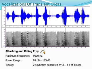 Orca Language Echolocation and Bioacoustics in Orcinus orca | PPTX