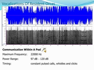 Orca Language Echolocation and Bioacoustics in Orcinus orca | PPTX