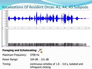 Orca Language Echolocation and Bioacoustics in Orcinus orca | PPTX