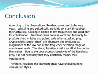 Orca Language Echolocation and Bioacoustics in Orcinus orca | PPTX