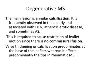 Degenerative MS
The main lesion is annular calcification. It is
frequently observed in the elderly and
associated with HTN, atherosclerotic disease,
and sometimes AS.
This is required to cause restriction of leaflet
motion since there is no commissural fusion.
Valve thickening or calcification predominates at
the base of the leaflets whereas it affects
predominantly the tips in rheumatic MS
 