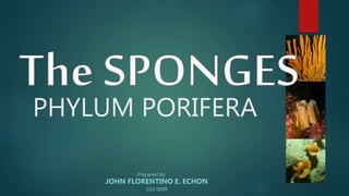 PHYLUM PORIFERA
Prepared by:
JOHN FLORENTINO E. ECHON
G15 0099
 