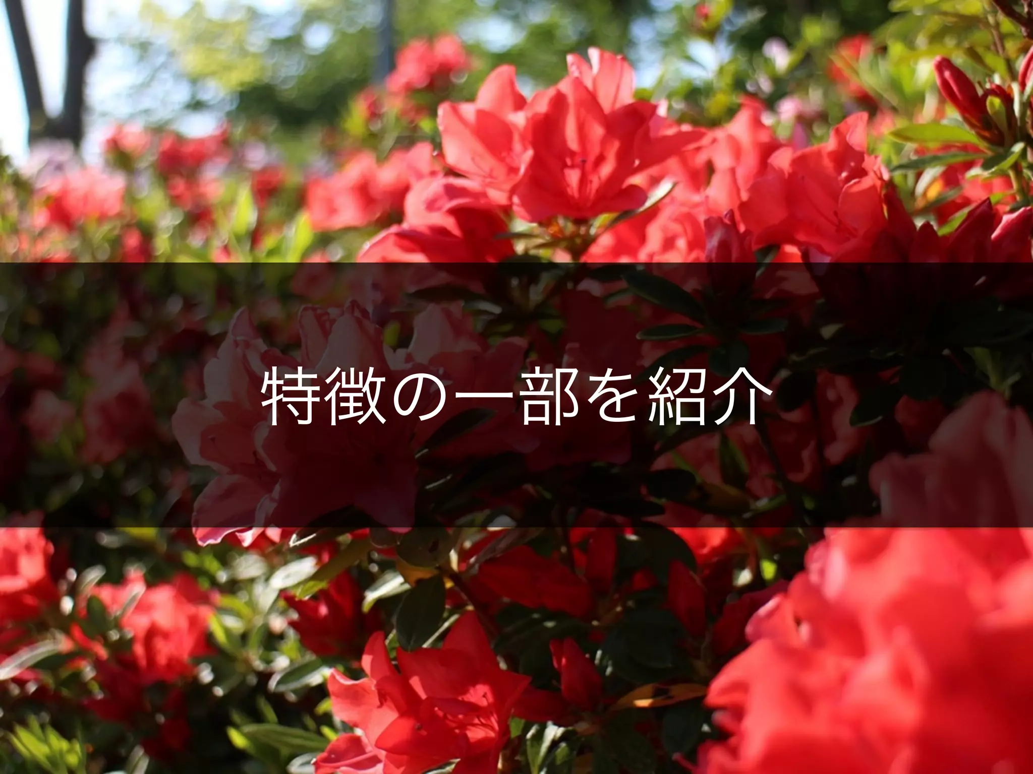 特徴の一部を紹介
 