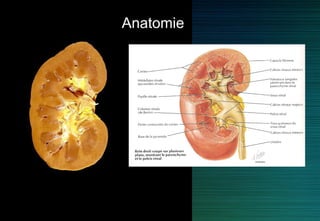 Anatomie
 