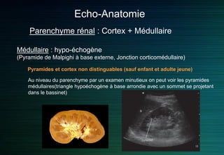 Echo-Anatomie
Parenchyme rénal : Cortex + Médullaire
Médullaire : hypo-échogène
(Pyramide de Malpighi à base externe, Jonction corticomédullaire)
Pyramides et cortex non distinguables (sauf enfant et adulte jeune)
Au niveau du parenchyme par un examen minutieux on peut voir les pyramides
médullaires(triangle hypoéchogène à base arrondie avec un sommet se projetant
dans le bassinet)
 