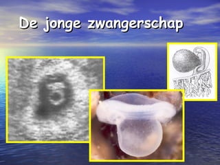 De jonge zwangerschapDe jonge zwangerschap
 