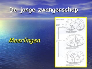 MeerlingenMeerlingen
De jonge zwangerschapDe jonge zwangerschap
 