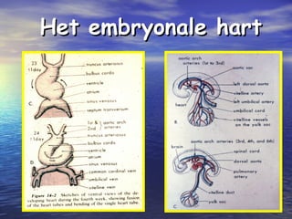 Het embryonale hartHet embryonale hart
 