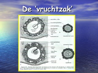 De ‘vruchtzak’De ‘vruchtzak’
 