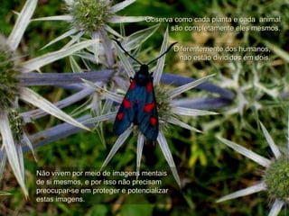 Observa como cada planta e cada  animal  são completamente eles mesmos. Diferentemente dos humanos, não estão divididos em dois. Não vivem por meio de imagens mentais  de si mesmos, e por isso não precisam  preocupar-se em proteger e potencializar  estas imagens. 