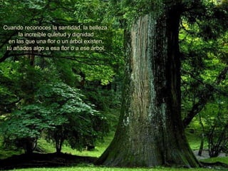 Cuando reconoces la santidad, la belleza, la increíble quietud y dignidad en las que una flor o un árbol existen, tú añades algo a esa flor o a ese árbol. 