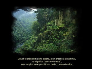 Llevar tu atención a una piedra, a un árbol o a un animal, no significa “pensar en ellos”, sino simplemente percibirlos, darte cuenta de ellos.  