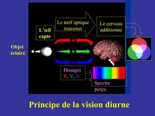 Objet
éclairé
Principe de la vision diurne
Le nerf optique
transmetL’œil
capte
Le cerveau
additionne
Dosages
R, V, B
Spectre
perçu
 