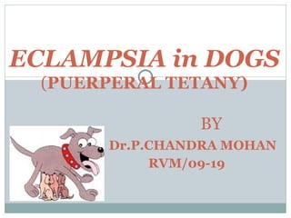 ECLAMPSIA in DOGS ( PUERPERAL TETANY)   BY   Dr.P.CHANDRA MOHAN   RVM/09-19 