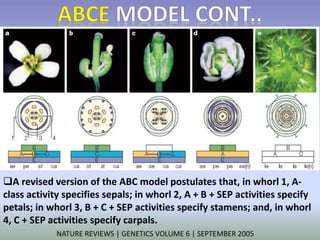 A revised version of the ABC model postulates that, in whorl 1, A-class 
activity specifies sepals; in whorl 2, A + B + SEP activities specify 
petals; in whorl 3, B + C + SEP activities specify stamens; and, in whorl 
4, C + SEP activities specify carpals. 
NATURE REVIEWS | GENETICS VOLUME 6 | SEPTEMBER 2005 
 