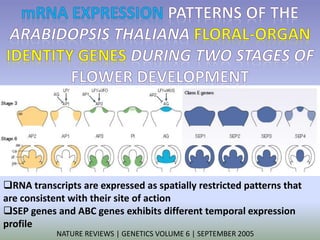 RNA transcripts are expressed as spatially restricted patterns that 
are consistent with their site of action 
SEP genes and ABC genes exhibits different temporal expression 
profile 
NATURE REVIEWS | GENETICS VOLUME 6 | SEPTEMBER 2005 
 