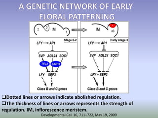 Dotted lines or arrows indicate abolished regulation. 
The thickness of lines or arrows represents the strength of 
regulation. IM, inflorescence meristem. 
Developmental Cell 16, 711–722, May 19, 2009 
 