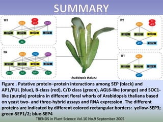 Figure . Putative protein–protein interactions among SEP (black) and 
AP1/FUL (blue), B-class (red), C/D class (green), AGL6-like (orange) and SOC1- 
like (purple) proteins in different floral whorls of Arabidopsis thaliana based 
on yeast two- and three-hybrid assays and RNA expression. The different 
proteins are indicated by different colored rectangular borders: yellow-SEP3; 
green-SEP1/2; blue-SEP4 
TRENDS in Plant Science Vol.10 No.9 September 2005 
 
