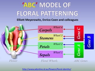 Elliott Meyerowitz, Enrico Coen and colleagues 
http://www.adonline.id.au/flowers/floral-identity/ 
 