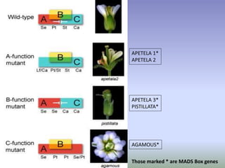 APETELA 1* 
APETELA 2 
APETELA 3* 
PISTILLATA* 
AGAMOUS* 
Those marked * are MADS Box genes 
 