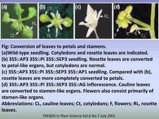 Fig: Conversion of leaves to petals and stamens. 
(a)Wild-type seedling. Cotyledons and rosette leaves are indicated. 
(b) 35S::AP3 35S::PI 35S::SEP3 seedling. Rosette leaves are converted 
to petal-like organs, but cotyledons are normal. 
(c) 35S::AP3 35S::PI 35S::SEP3 35S::AP1 seedling. Compared with (b), 
rosette leaves are more completely converted to petals. 
(d) 35S::AP3 35S::PI 35S::SEP3 35S::AG inflorescence. Cauline leaves 
are converted to stamen-like organs. Flowers also consist primarily of 
stamen-like organs. 
Abbreviations: CL, cauline leaves; Ct, cotyledons; F, flowers; RL, rosette 
leaves. 
TRENDS in Plant Science Vol.6 No.7 July 2001 
 