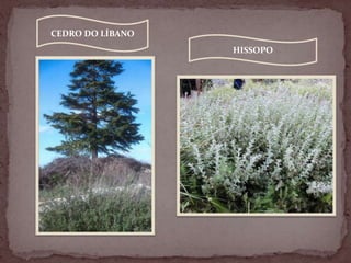 CEDRO DO LÍBANO
HISSOPO
 