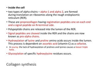 ecm-extra cellular matrix and its function.pptx