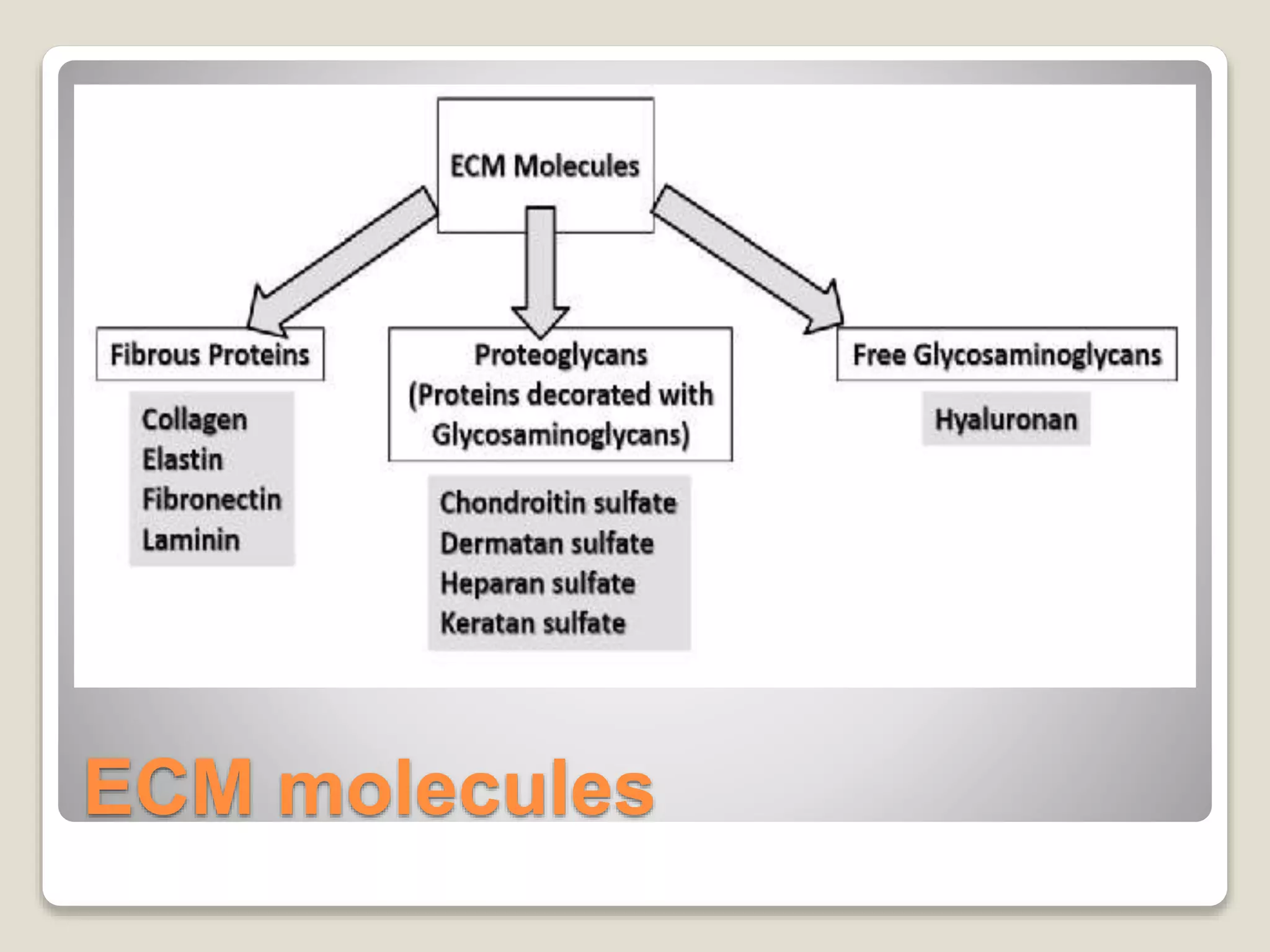 ECM molecules
 