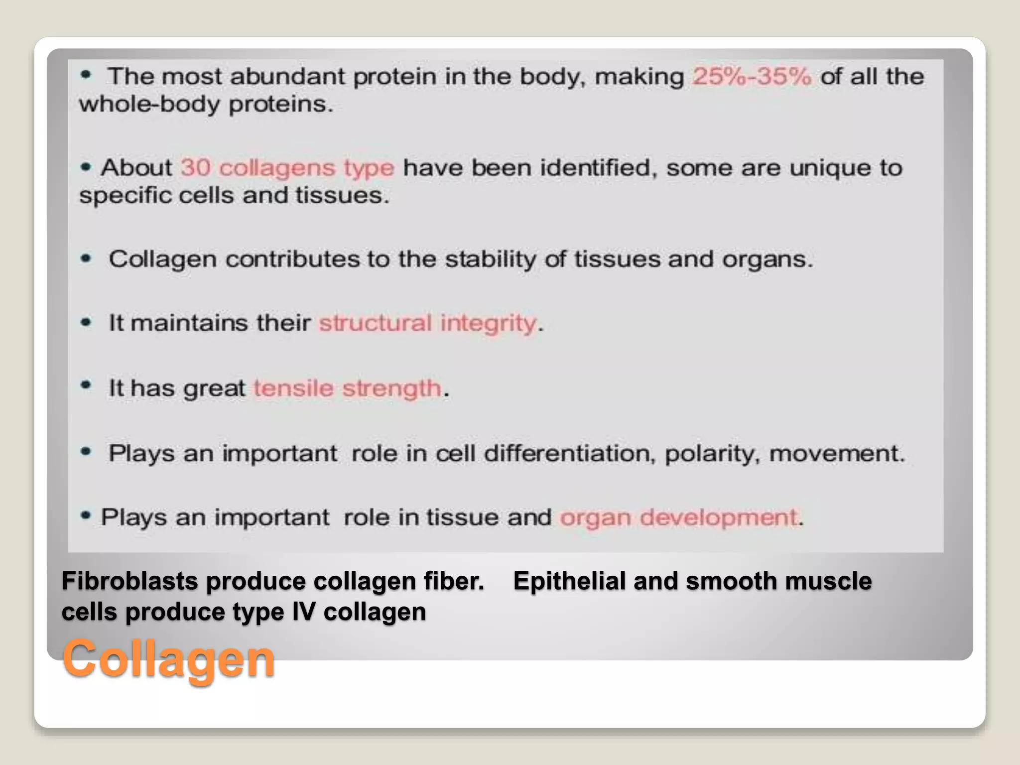 Fibroblasts produce collagen fiber. Epithelial and smooth muscle
cells produce type IV collagen
Collagen
 
