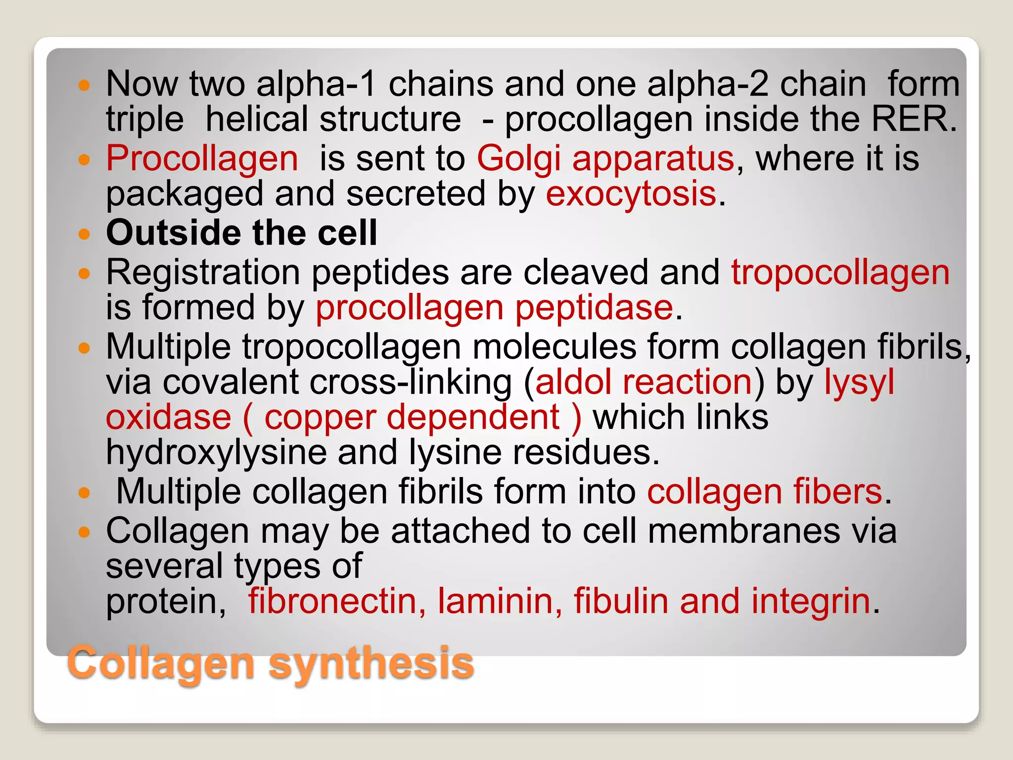 Collagen synthesis
 Now two alpha-1 chains and one alpha-2 chain form
triple helical structure - procollagen inside the RER.
 Procollagen is sent to Golgi apparatus, where it is
packaged and secreted by exocytosis.
 Outside the cell
 Registration peptides are cleaved and tropocollagen
is formed by procollagen peptidase.
 Multiple tropocollagen molecules form collagen fibrils,
via covalent cross-linking (aldol reaction) by lysyl
oxidase ( copper dependent ) which links
hydroxylysine and lysine residues.
 Multiple collagen fibrils form into collagen fibers.
 Collagen may be attached to cell membranes via
several types of
protein, fibronectin, laminin, fibulin and integrin.
 