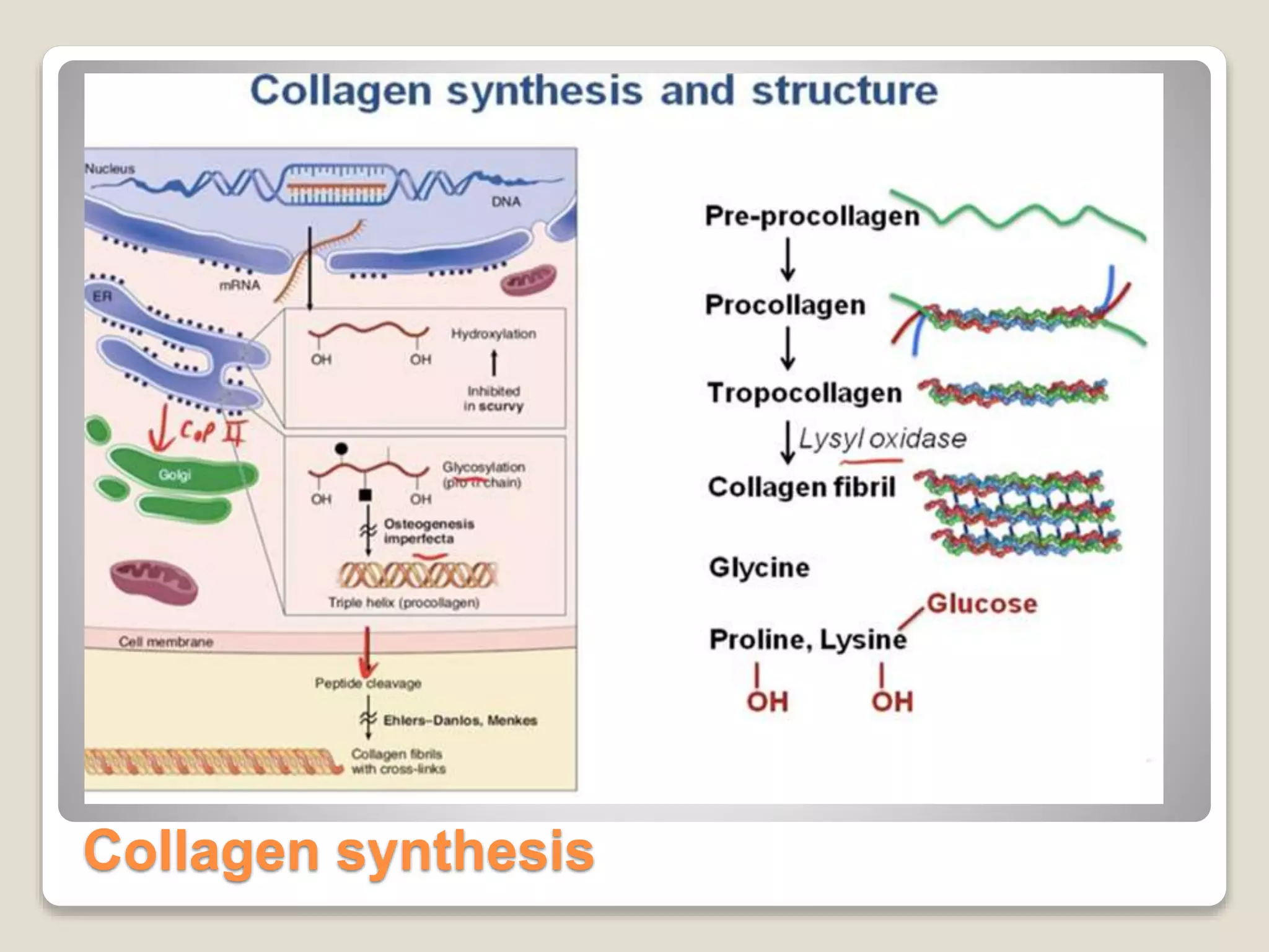 Collagen synthesis
 