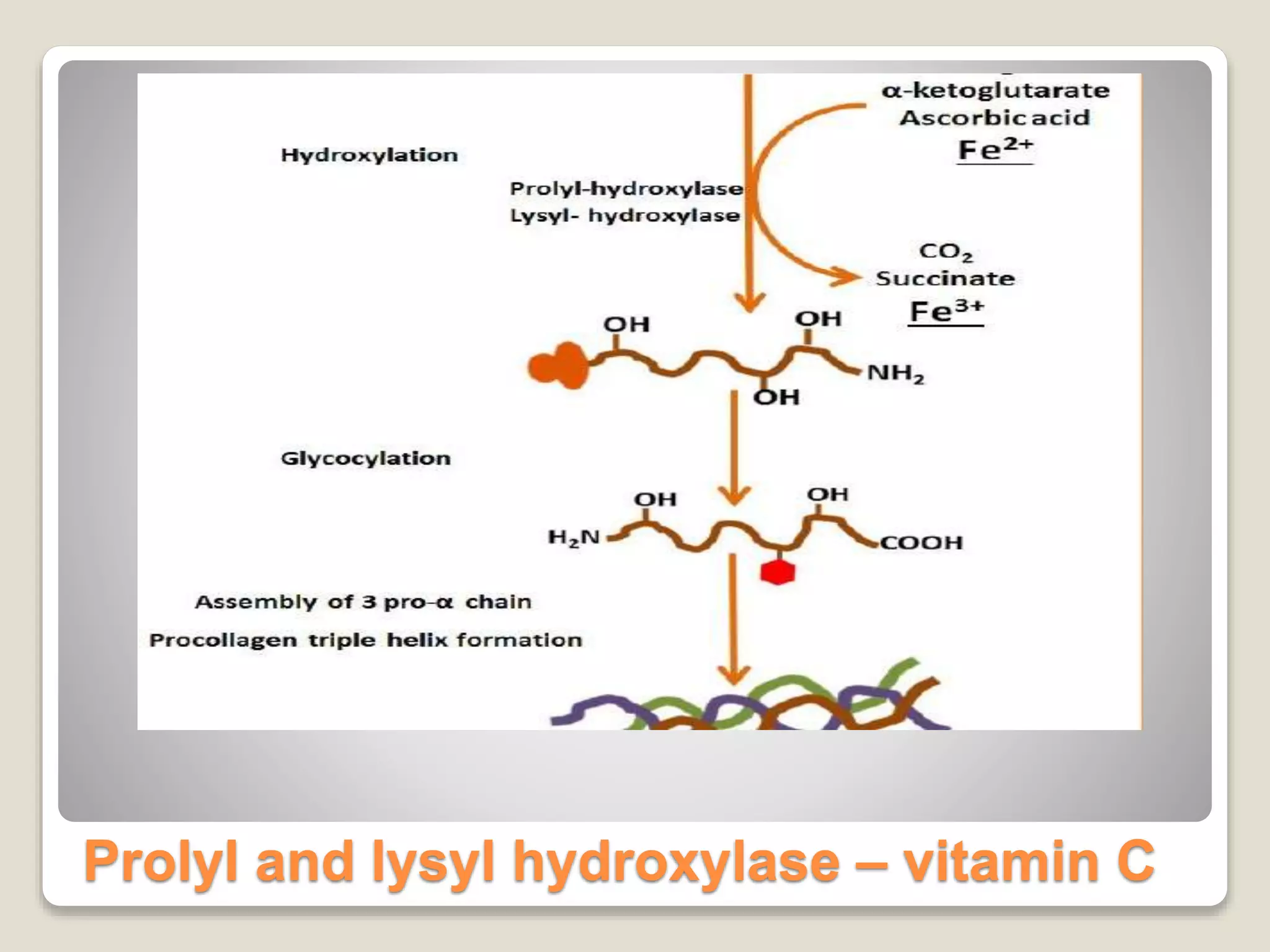 Prolyl and lysyl hydroxylase – vitamin C
 