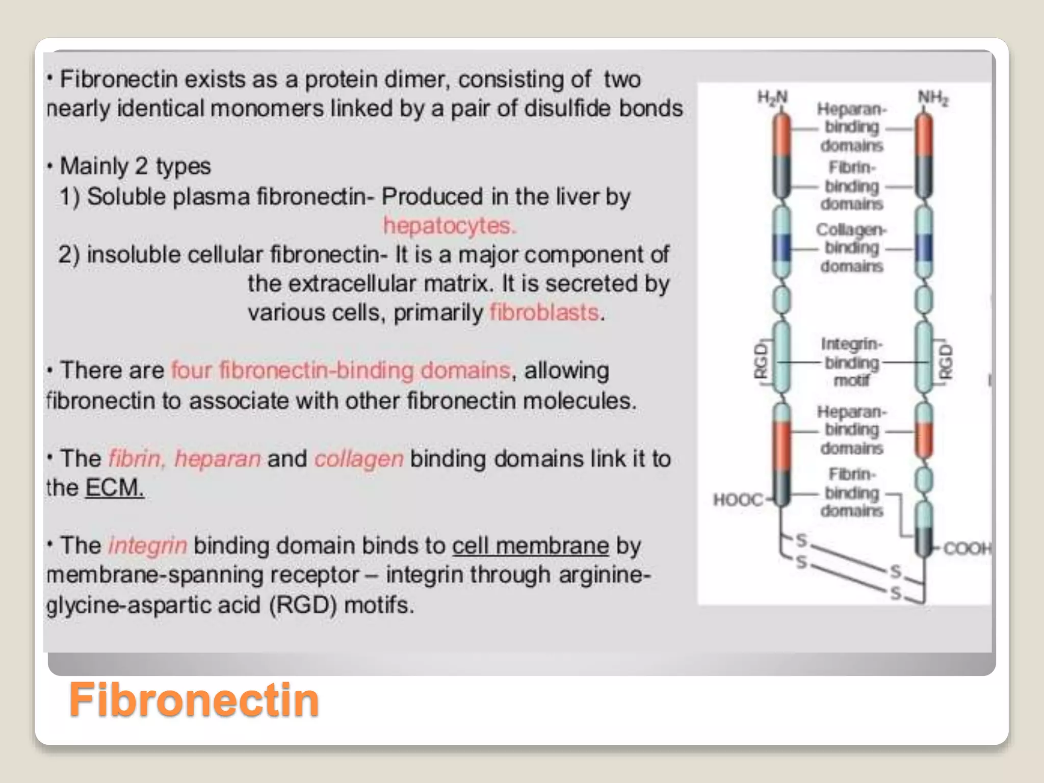 Fibronectin
 