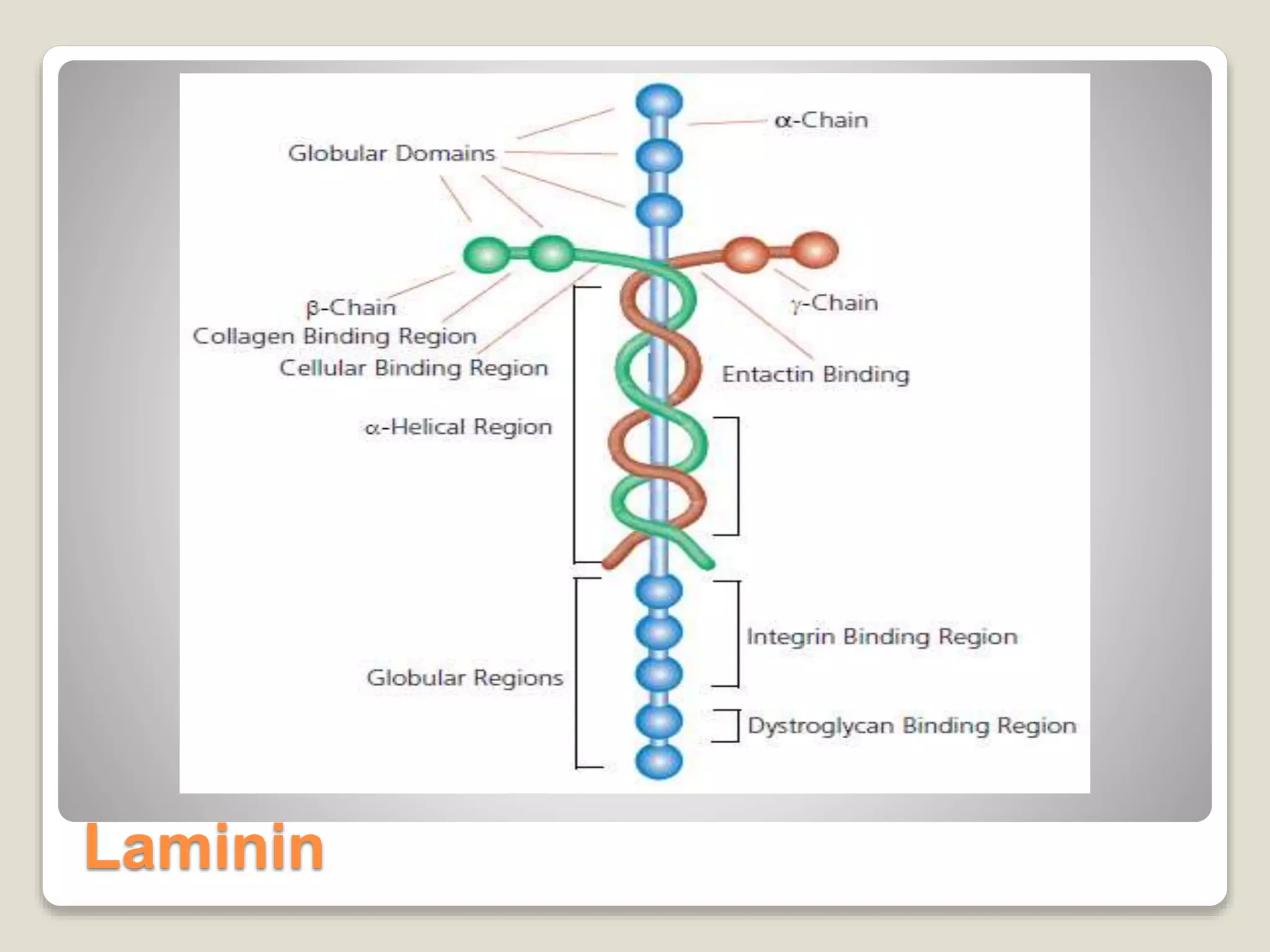 Laminin
 