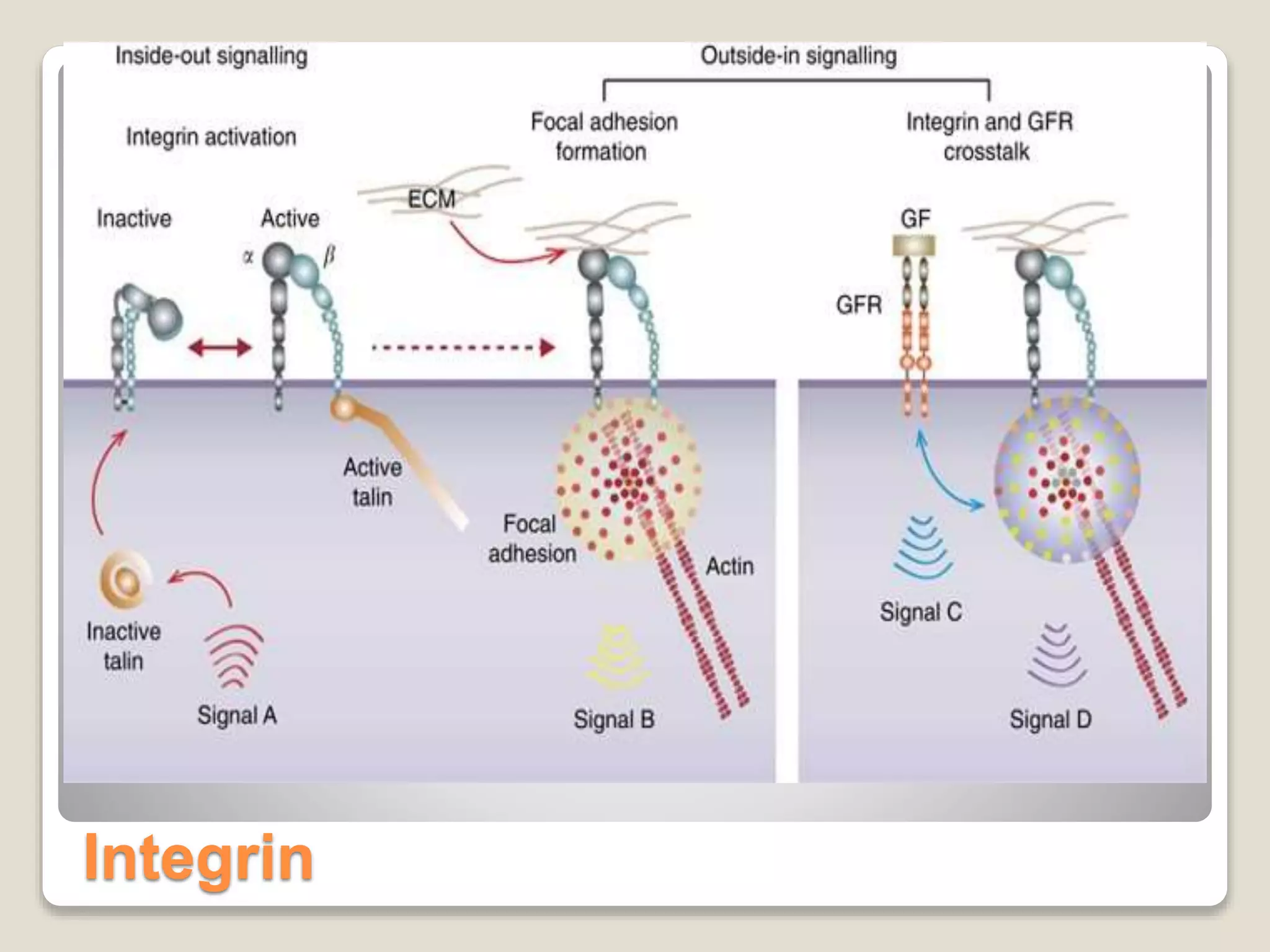 Integrin
 