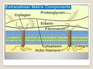 Extracellular Matrix Components